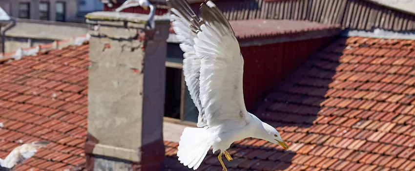 Residential Chimney Animal Removal Solution in Mount Vernon, WA