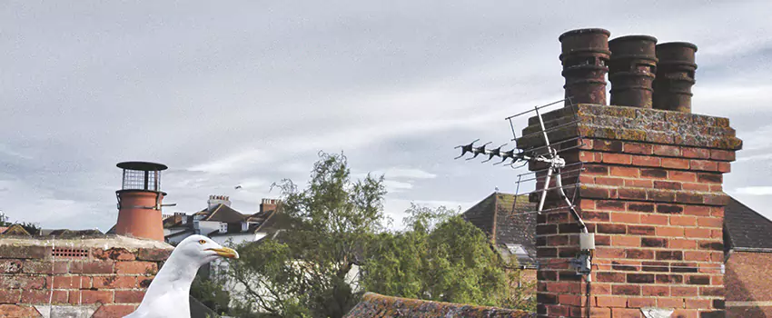 Chimney Cleaning And Restoration in Mount Vernon, Washington